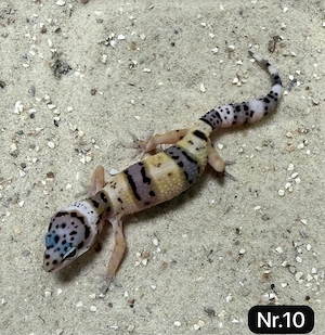    Leopardgeckos   ca. 3 Monate alt abzugeben   