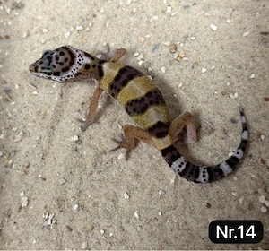    Leopardgeckos   ca. 3 Monate alt abzugeben   