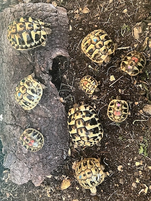 Landschildkröten - Testudo Hermanni Boettgerie 