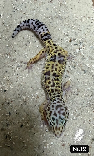    Leopardgecko Weibchen   ca. 1 Jahr alt abzugeben   