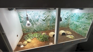 Testudo Kleinmanni, Ägyptische Landschildschildkröten, 2023