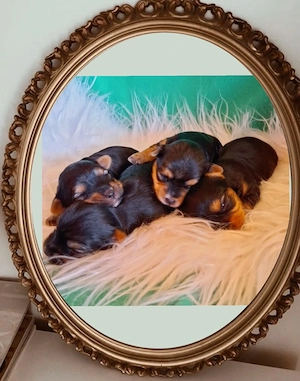 4 süße Yorkshire Terrier Welpen 