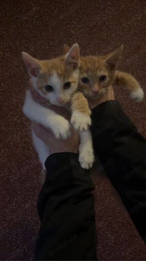 kitten zum abgeben 