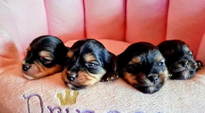 4 süße Yorkshire Terrier Welpen 