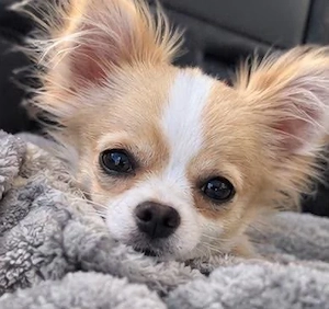 Chihuaha Mädchen sucht zuhause 