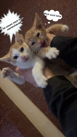 2 süße Kater suchen ein liebevolles Zuhause