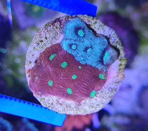 Favia war coral, Koralle, Ableger, für Meerwasser 