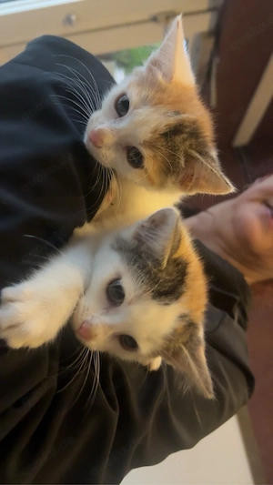 2 süße Katzenmädchen suchen ein liebevolles Zuhause 