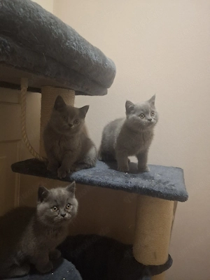 BKH kitten 