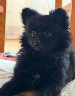 Pomchi welpen