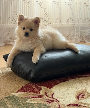 Pomchi welpen