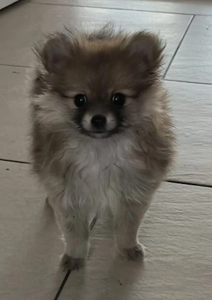 Pomchi welpen 