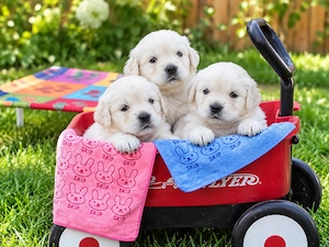 Golden Retriever Welpen in liebevolle Hände abzugeben