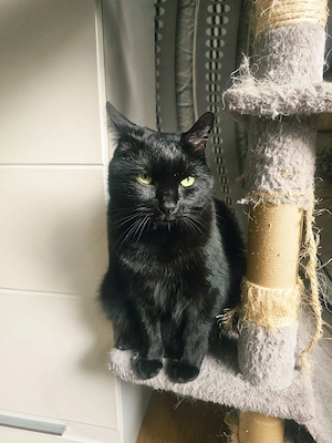 5 Jähriger Kater abzugeben 