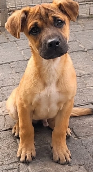 Joko sucht zuhause für immer 