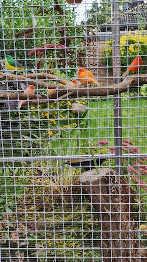 Kanarienvögel wegen Zuchtaufgabe 