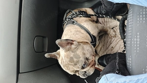 Französische Bulldogge zu verkaufen 