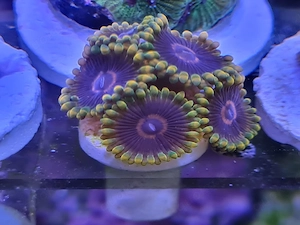 Zoanthus Mind Trick, Koralle, Ableger, für Meerwasser 