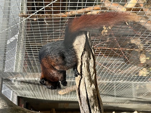 Burma Hörnchen Bock