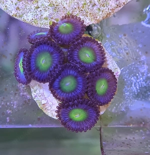 Zoanthus AOI, Koralle, Ableger, für Meerwasser 