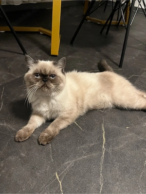 Kätzchen (Kitten)