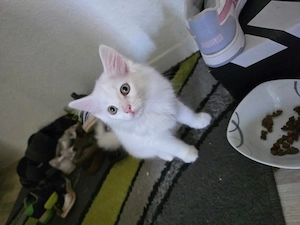 baby katzen