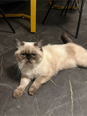 Katze Kätzchen