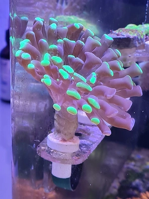 Euphyllia, Koralle, Ableger, für Meerwasser 