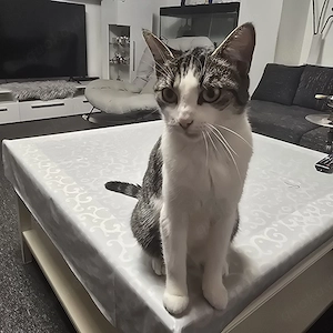 katze zu verkaufen 