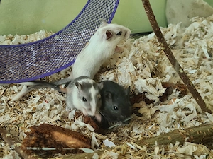 Rennmäuse Rennmaus Wüstenrennmäuse Nachwuchs