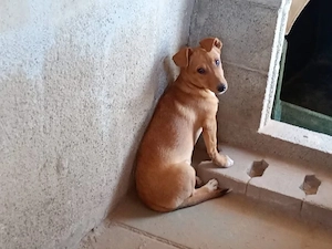 Tina sucht ihr Zuhause (noch auf Sardinien)
