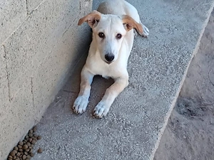 Tino sucht sein Zuhause (noch auf Sardinien)