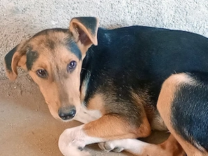 Tobi sucht sein Zuhause (noch auf Sardinien)