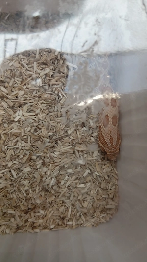tausche harkennasen natter gegen leopardgeckos
