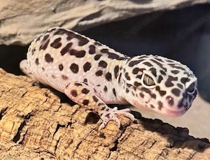 Leopardgecko Mack Snow DNZ 01. Weibchen