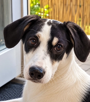 Santina sucht ihr Zuhause