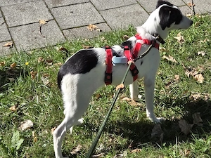 Santina sucht ihr Zuhause