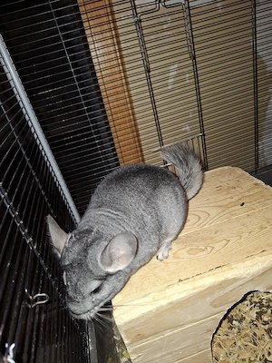 Chinchilla Männchen 