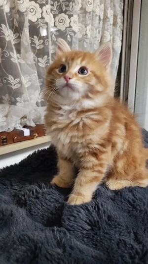 Maine Coon Kitten