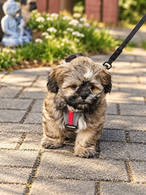 Malteser Shih-Tzu welpe rüde 