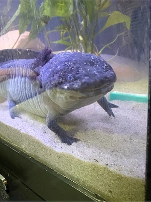 Axolotl abzugeben 