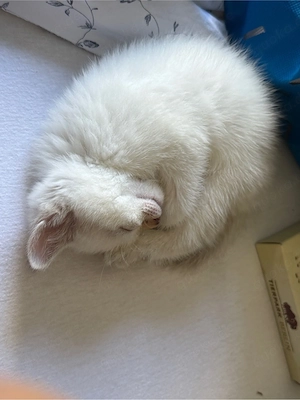 BKH Katze 