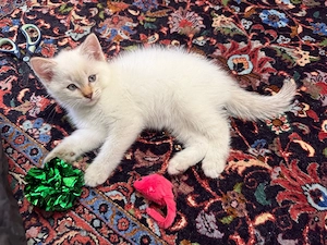 Kitten Siam 