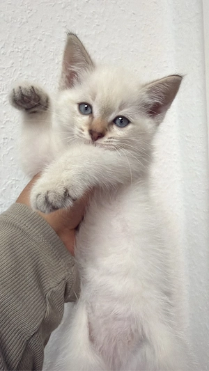 Kitten Siam 