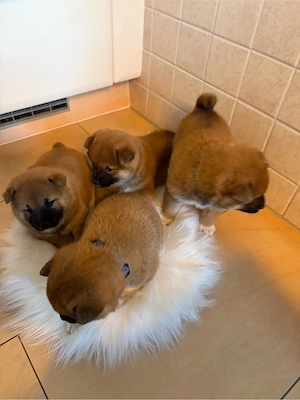 Reinrassige Shiba Inu Welpen