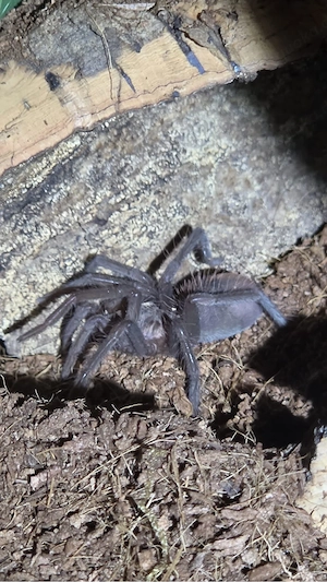 0.1 Xenesthis immanis ca 5cm
