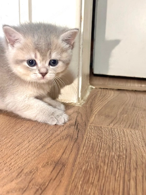 Bkh Katzenbabys