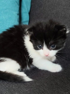 Süßes kitten ab 11.12. abzugeben 