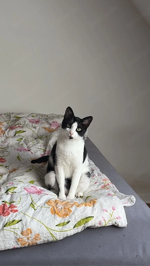 2 liebe Katzen (Geschwister, 2 Jahre)   nur zusammen abzugeben