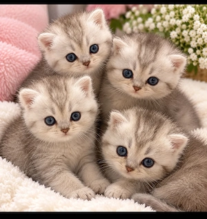 British Shorthair